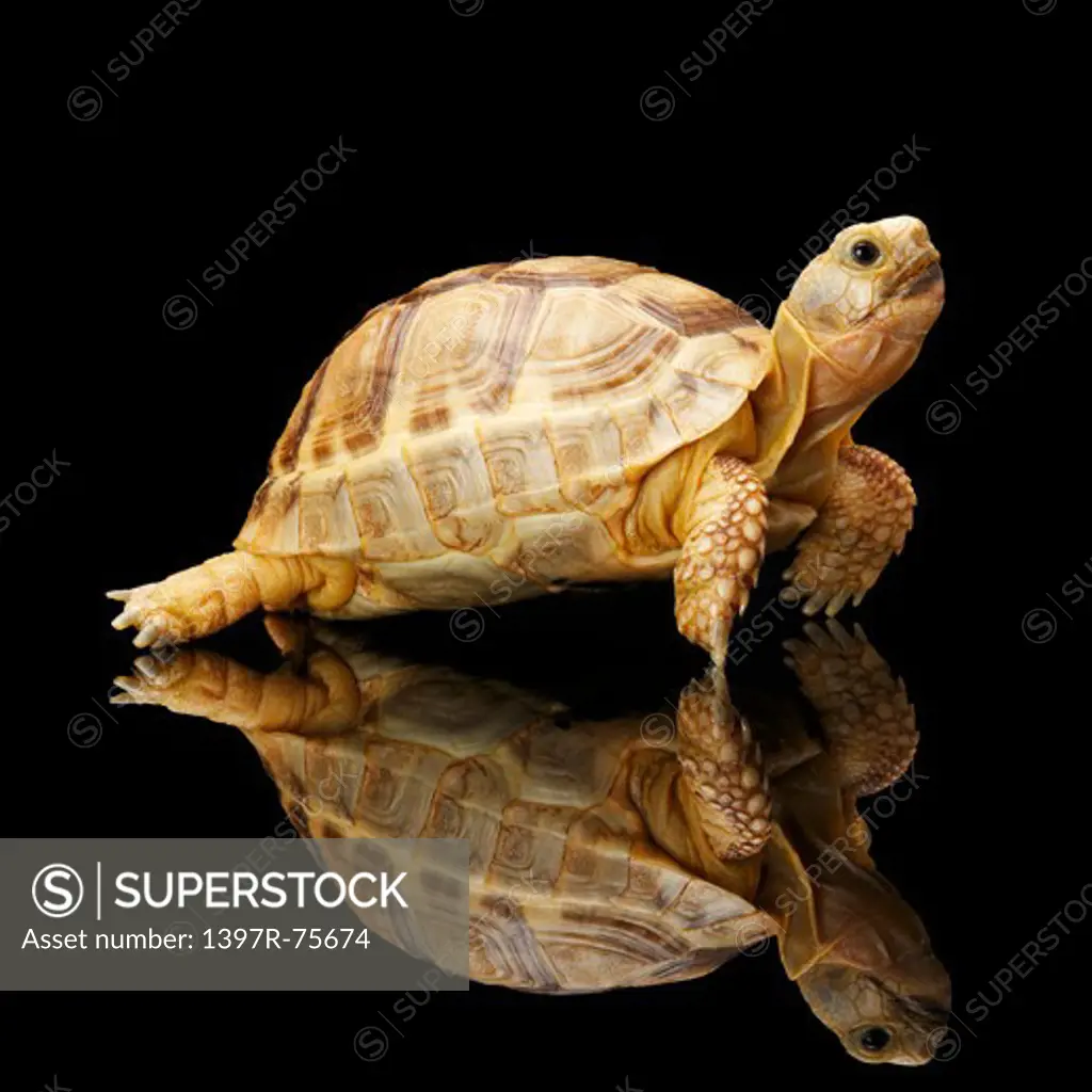 Spur-Thighed Tortoise, Turtle