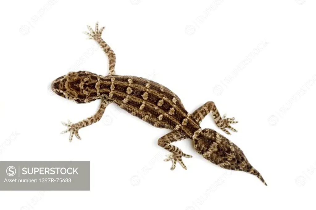 Carrot-tail Viper Gecko, Gecko