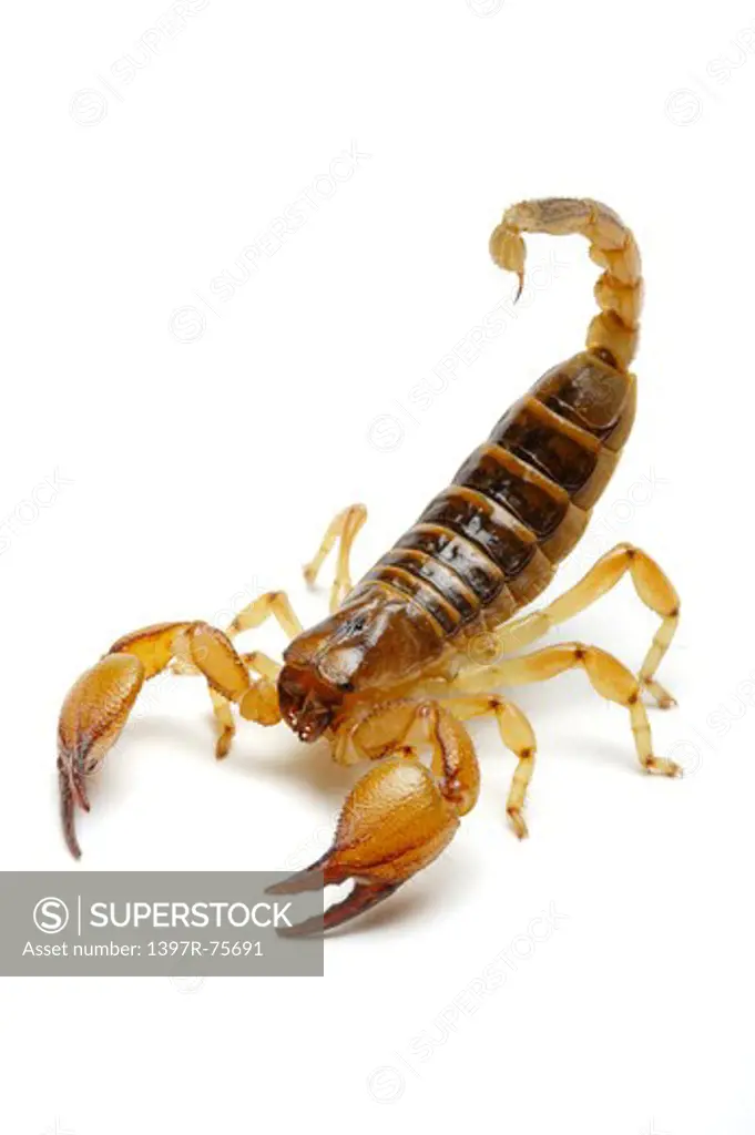 Tri-color Scorpion, Scorpion