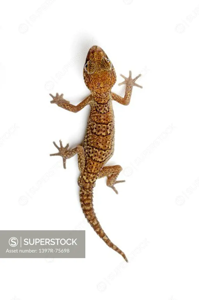 Panther Gecko, Gecko