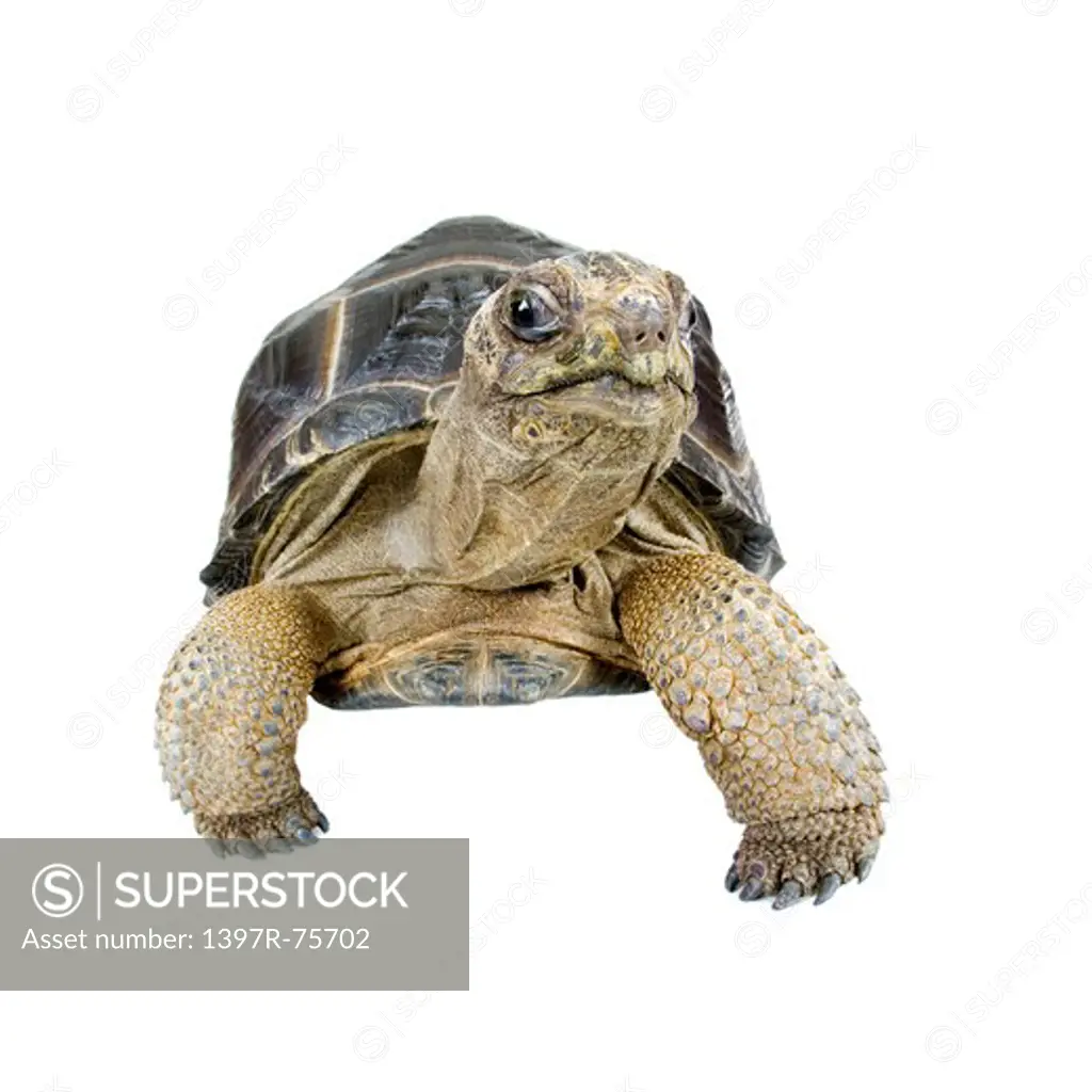 Aldabra Tortoise, Turtle