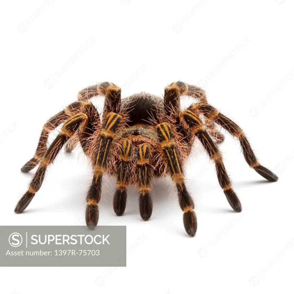 Grammostola Aureostriata, Spider