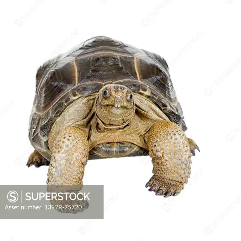 Aldabra Tortoise, Turtle