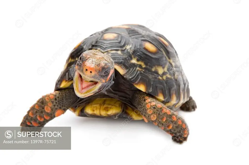 Pancake Tortoise, Turtle