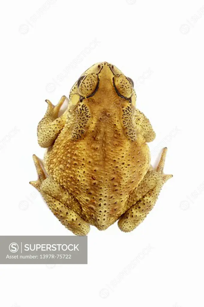 Bufo Melanostictus, Toad