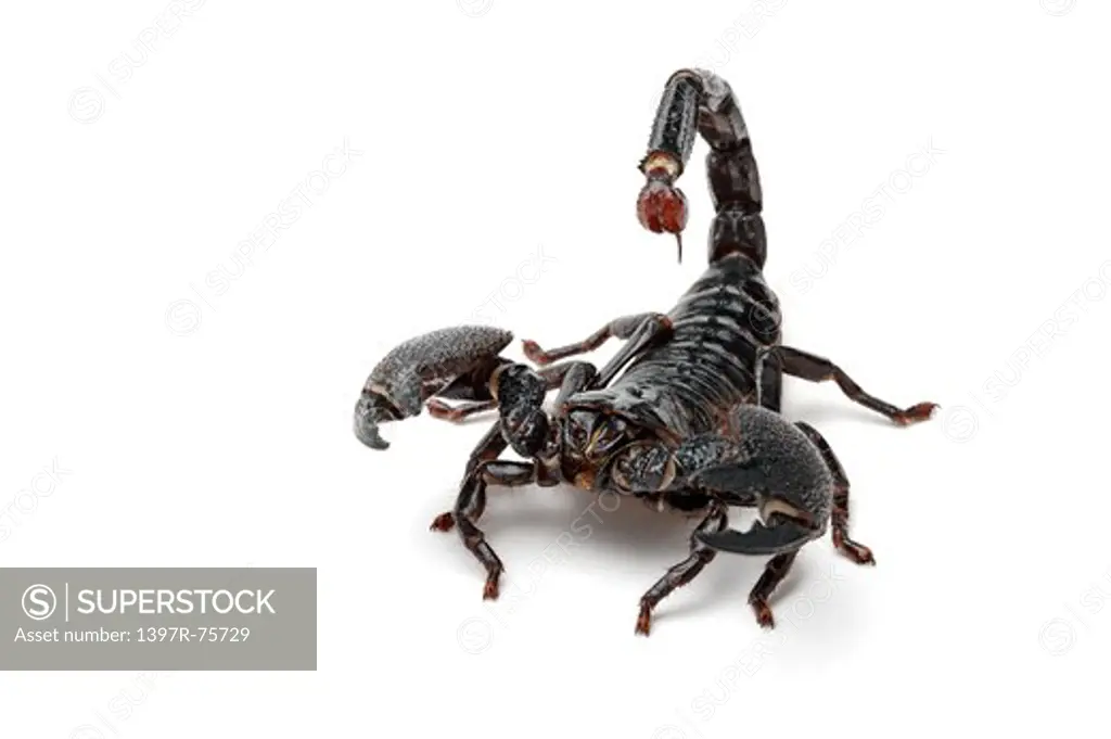 Emperor Scorpion, Scorpion