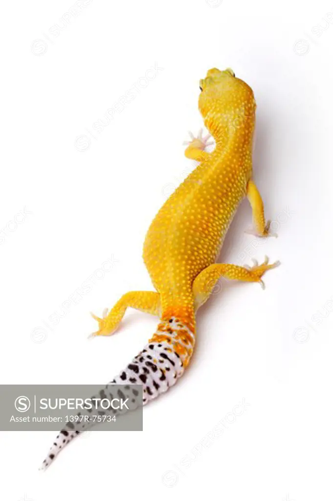 Leopard Gecko, Gecko
