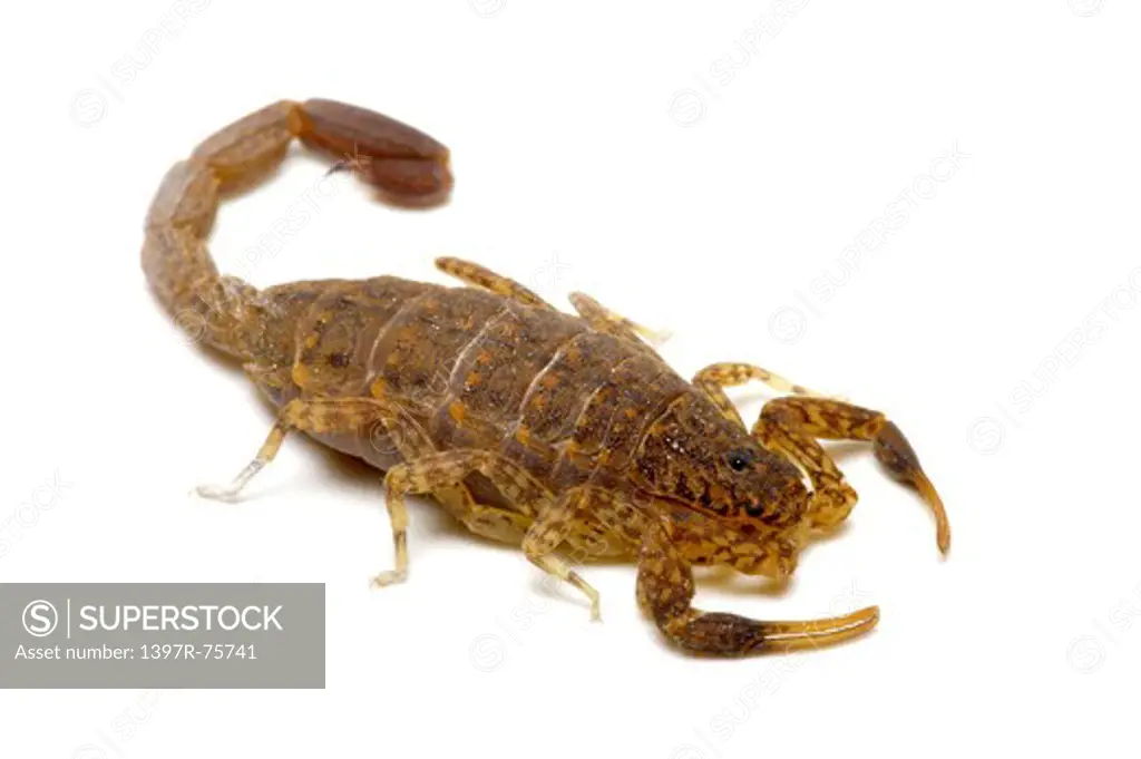 Chinese Swimming Scorpion, Scorpion