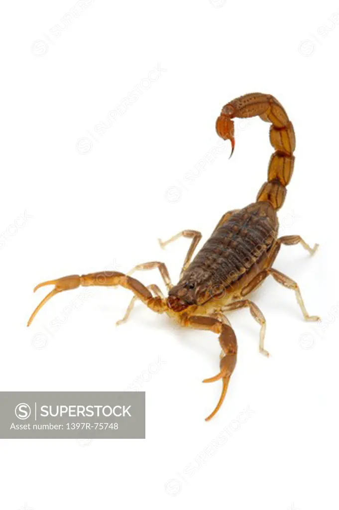 Red Alligator Back Scorpion, Scorpion