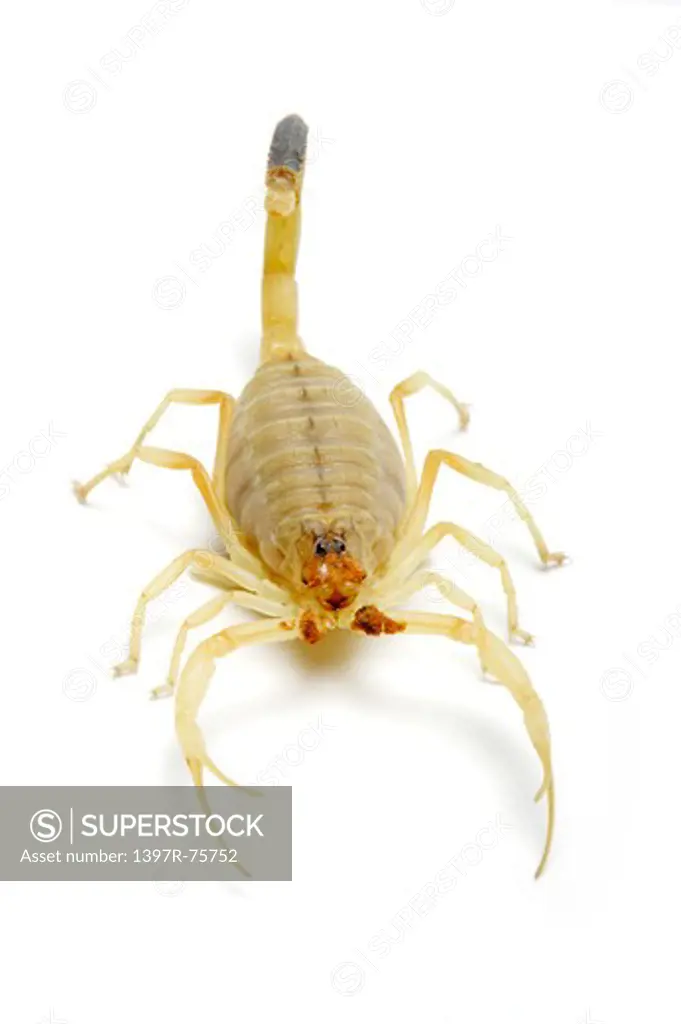 Deathstalker Scorpion, Scorpion
