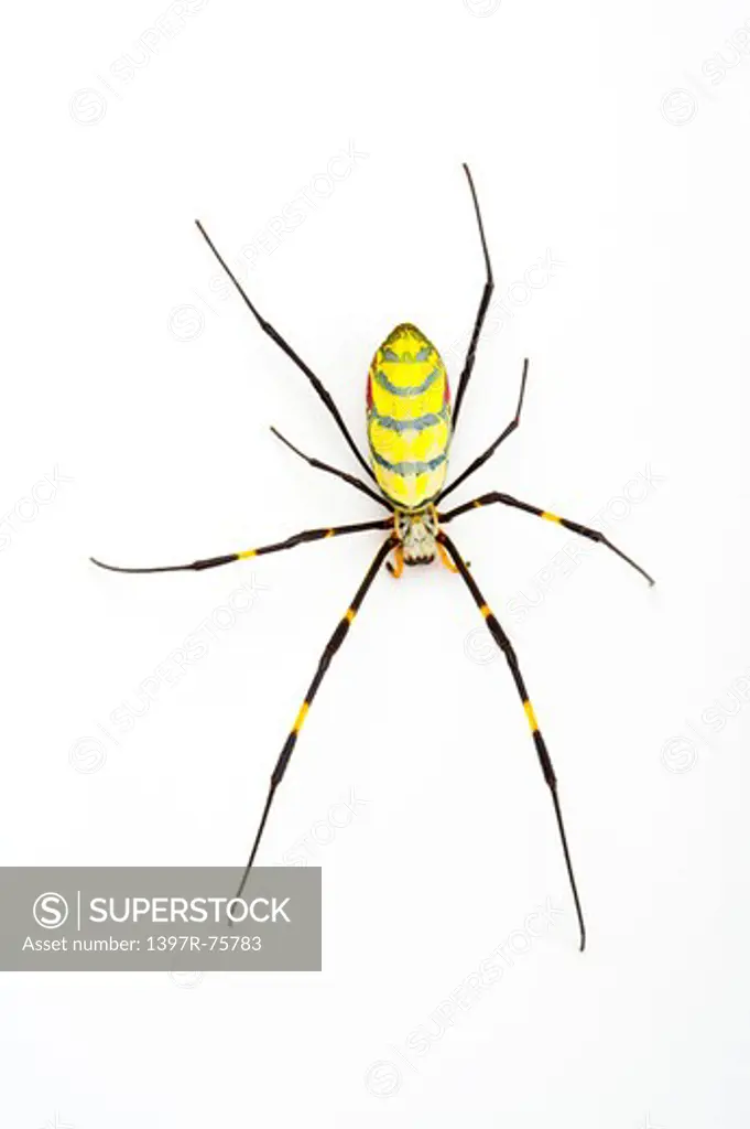 Nephila clavata, Spider, Arthropod