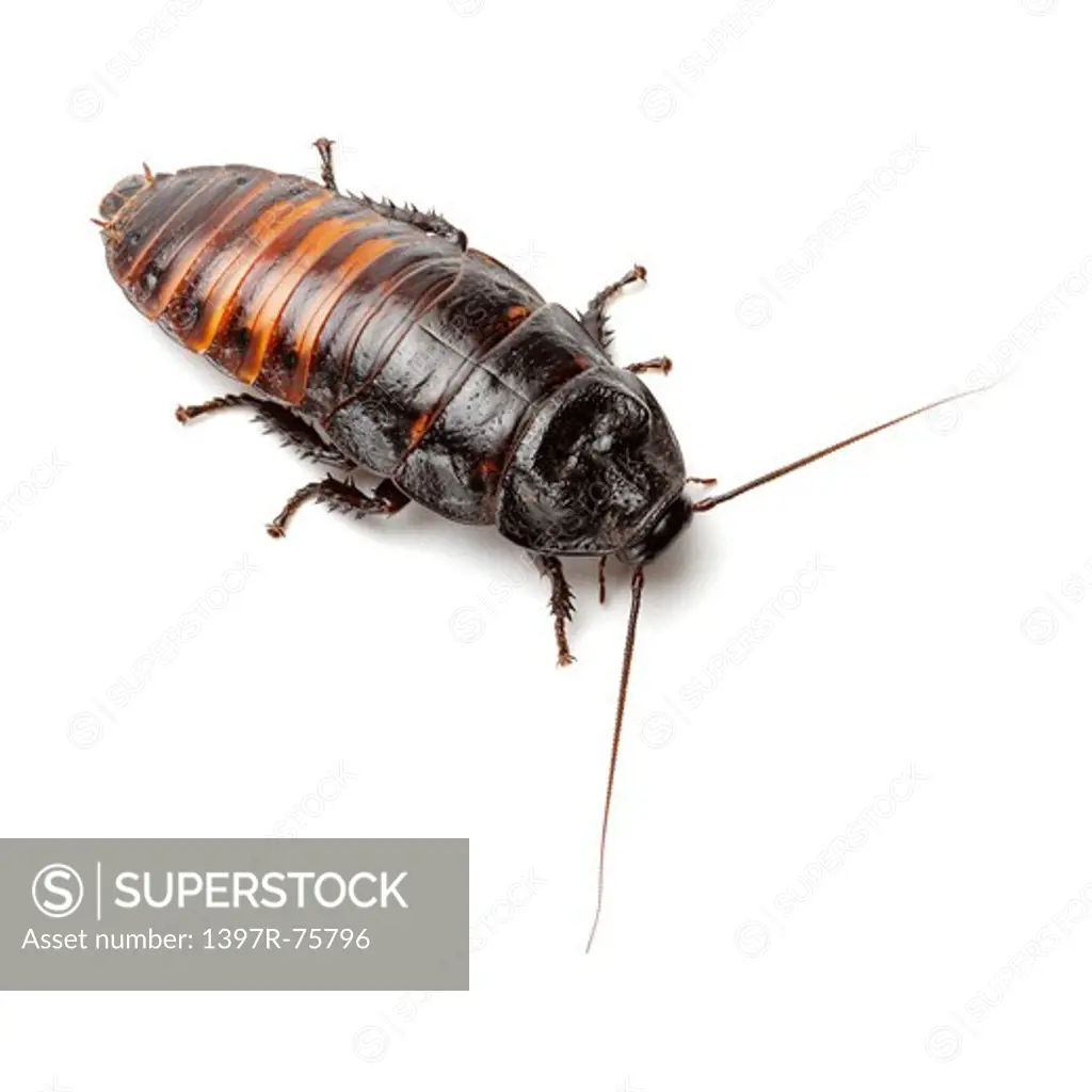 Cockroach, Cockroach, Insects