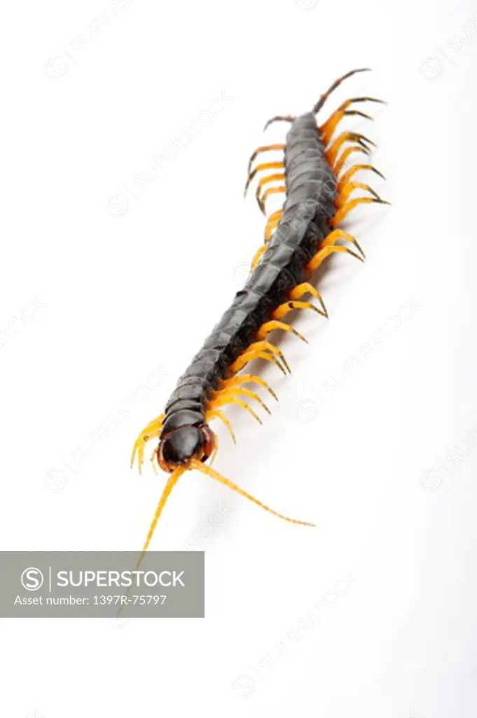 Scolopendra Subspinipes Mutilans, Centipede, Arthropod