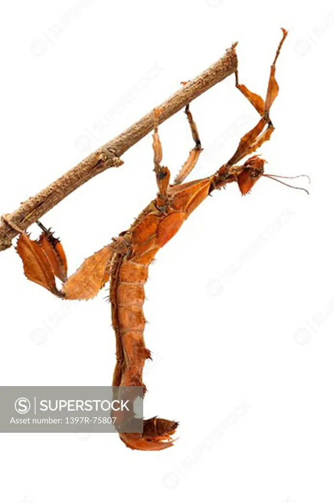 Extatosomo tiaratum, Stick Insect, Insects
