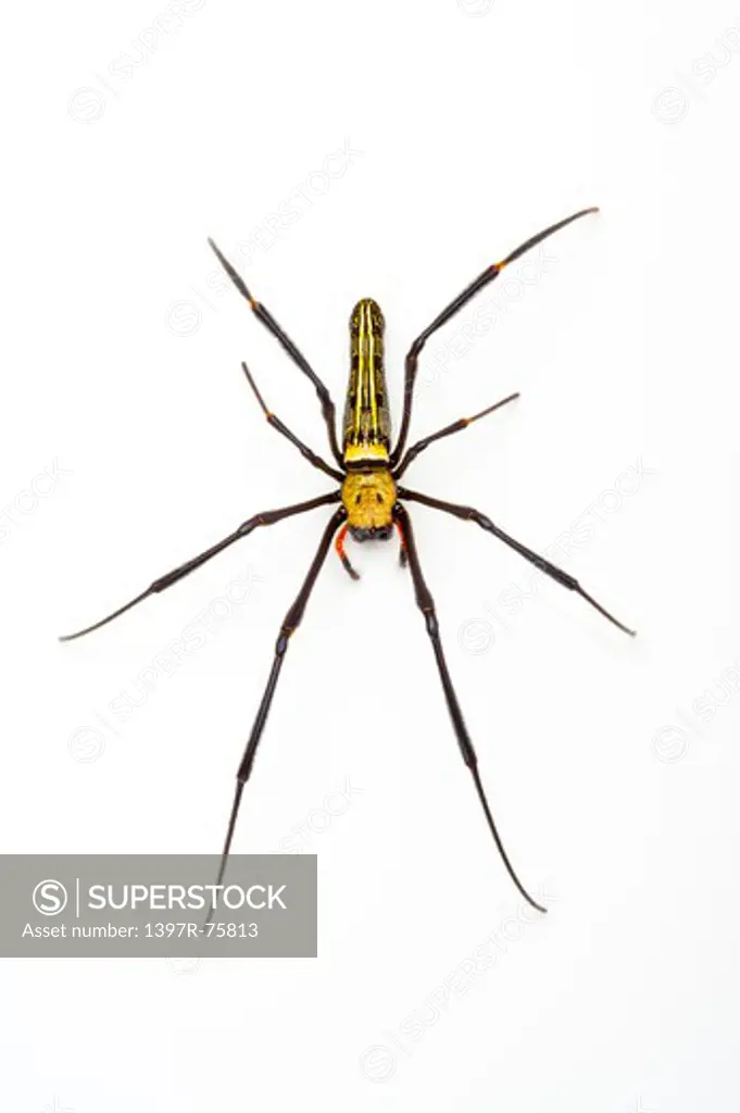 Nephila Maculata, Spider, Arthropod