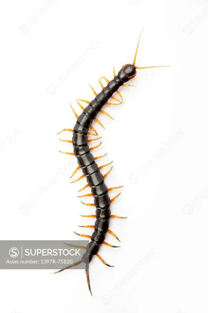 Scolopendra Subspinipes Mutilans, Centipede, Arthropod