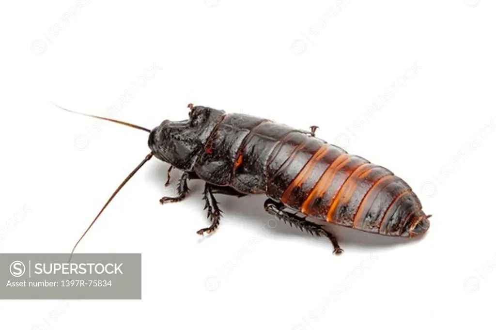 Cockroach, Cockroach, Insects