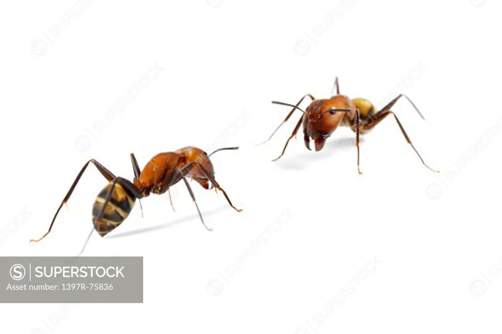 Ant, Insects