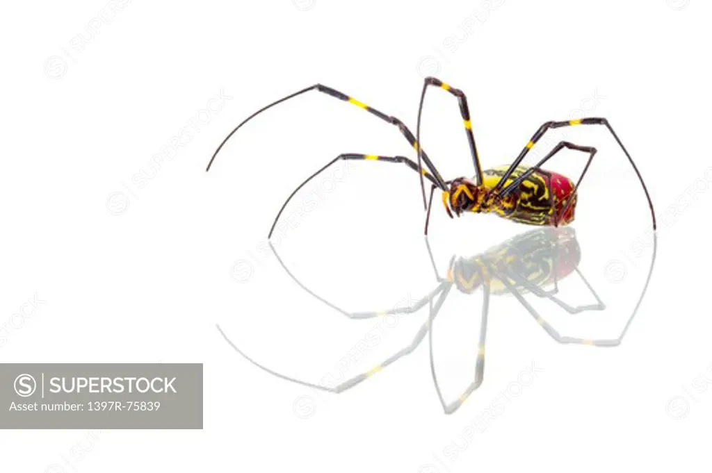 Nephila clavata, Spider, Arthropod