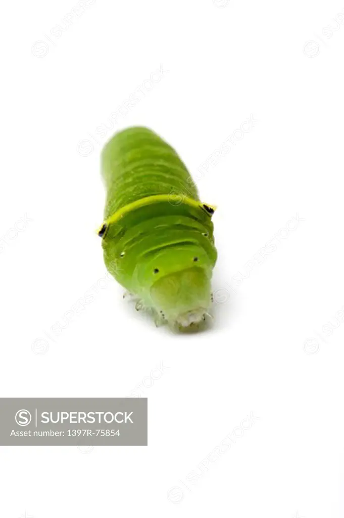 Larva of a Graphium Sarpedon Connectens, Larva, Insects