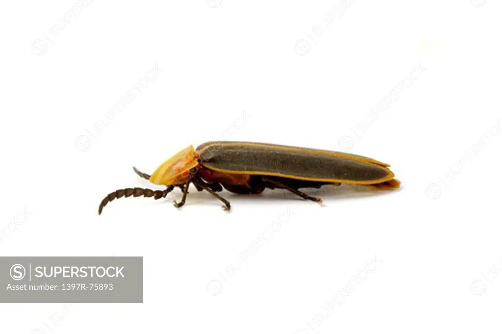 Firefly, Insects