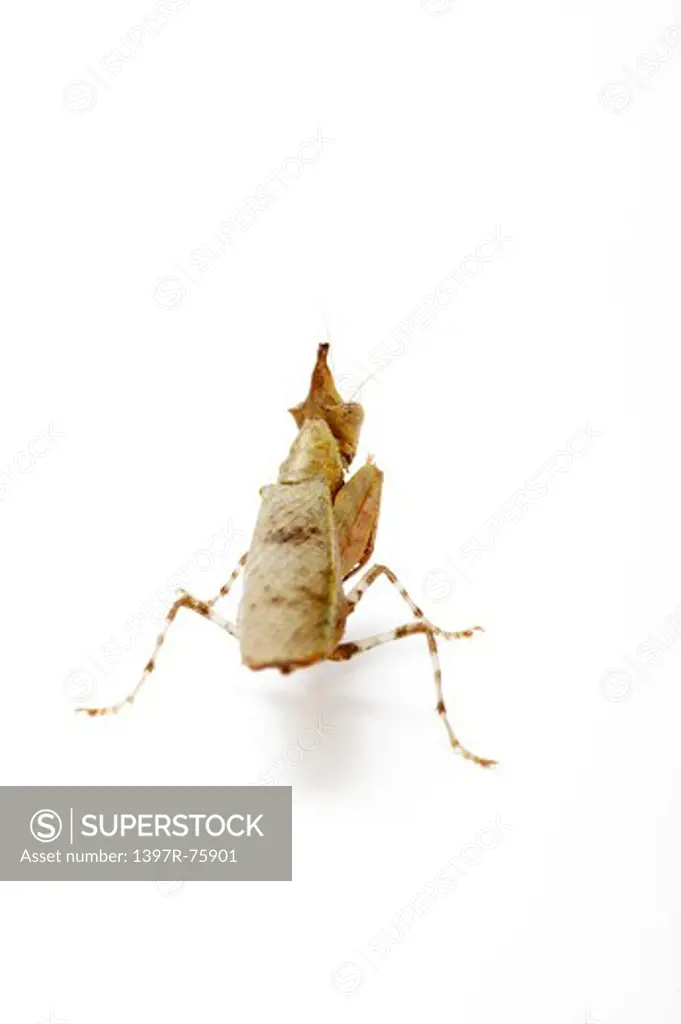 Hestiasula Brunneriana, Praying Mantis, Insects