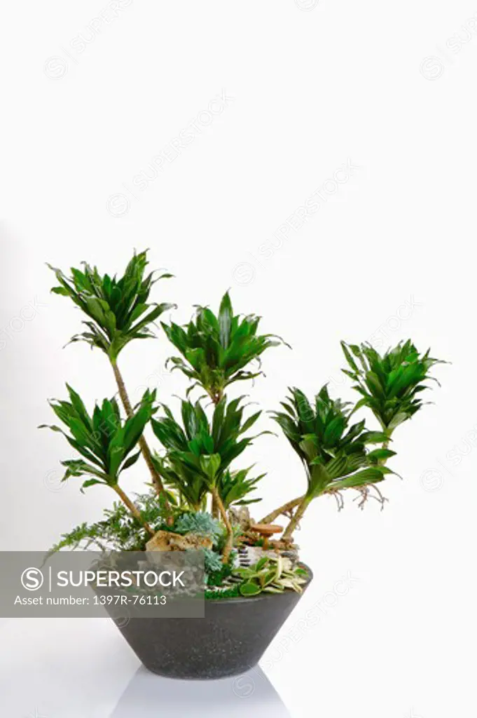 Dracaena deremensis, Plant