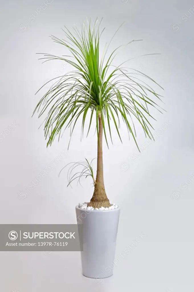 Ponytail Palms (Beaucarnea recurvata), Plant