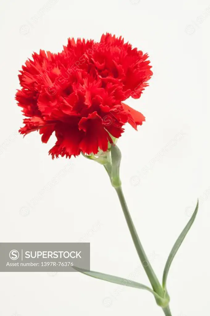 Red carnation on white background, close-up