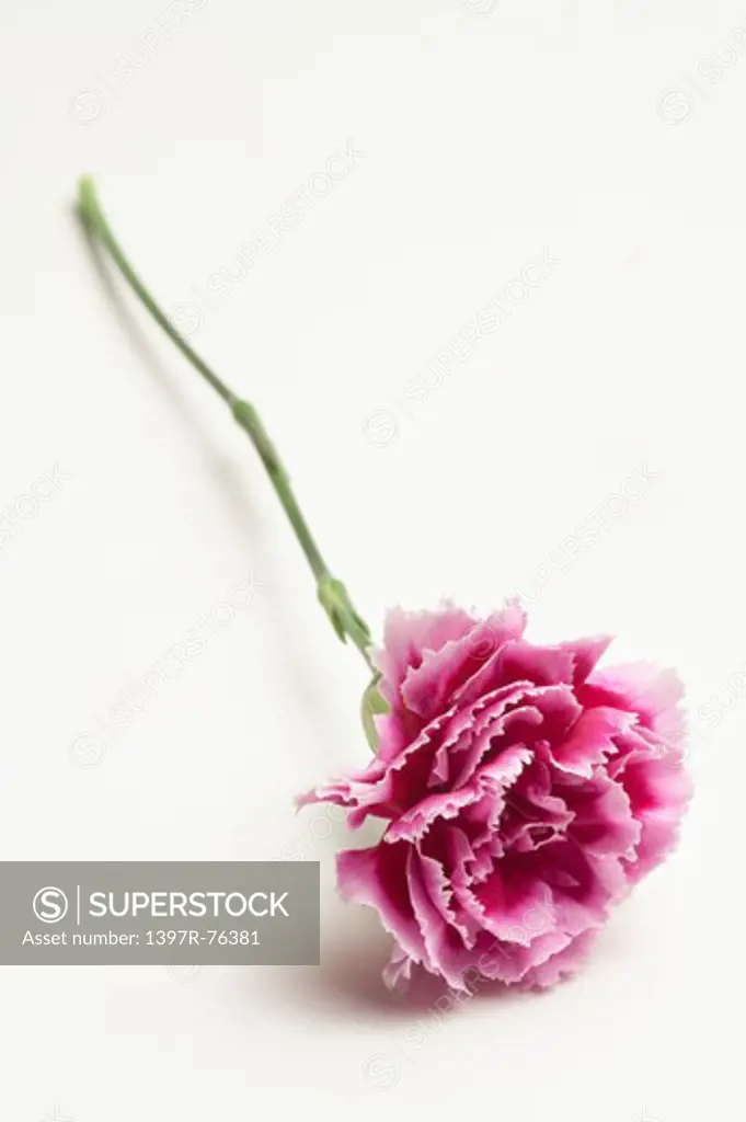 Pink carnation on white background, close-up