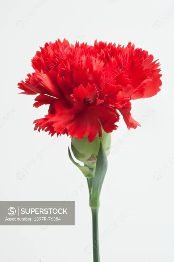 Red carnation on white background, close-up