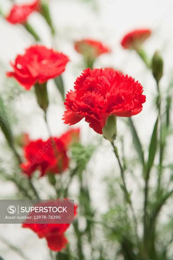 Close up of Red Carnations