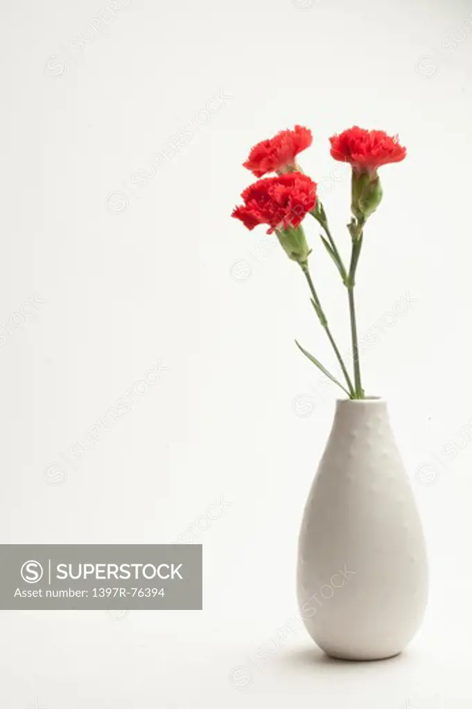 Red carnations in vase