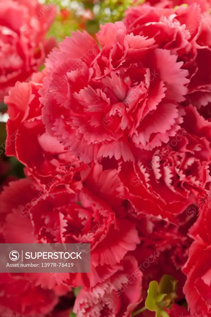 Close up of Carnations