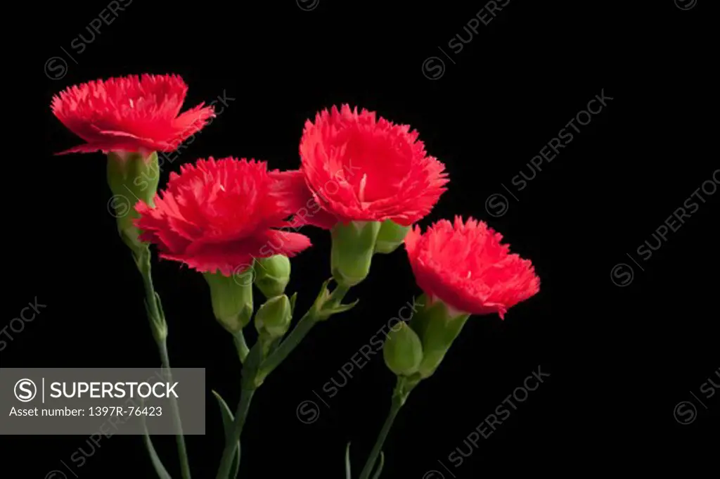 Red carnations on black background, close-up