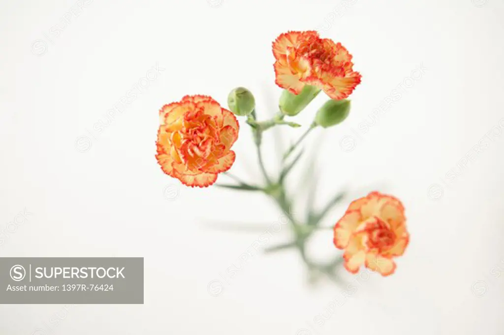 Variegated Carnations on white background, close-up