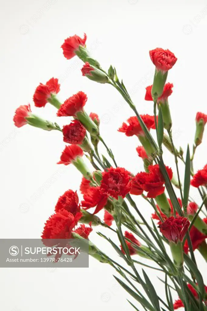 Red carnations on white background, close-up
