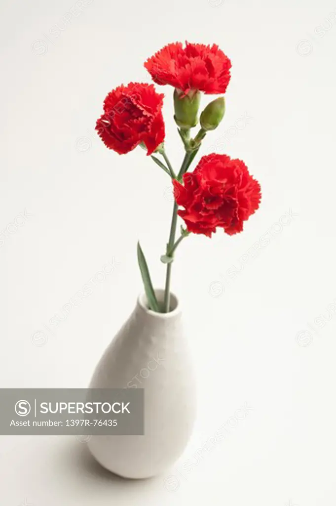 Red carnations in vase