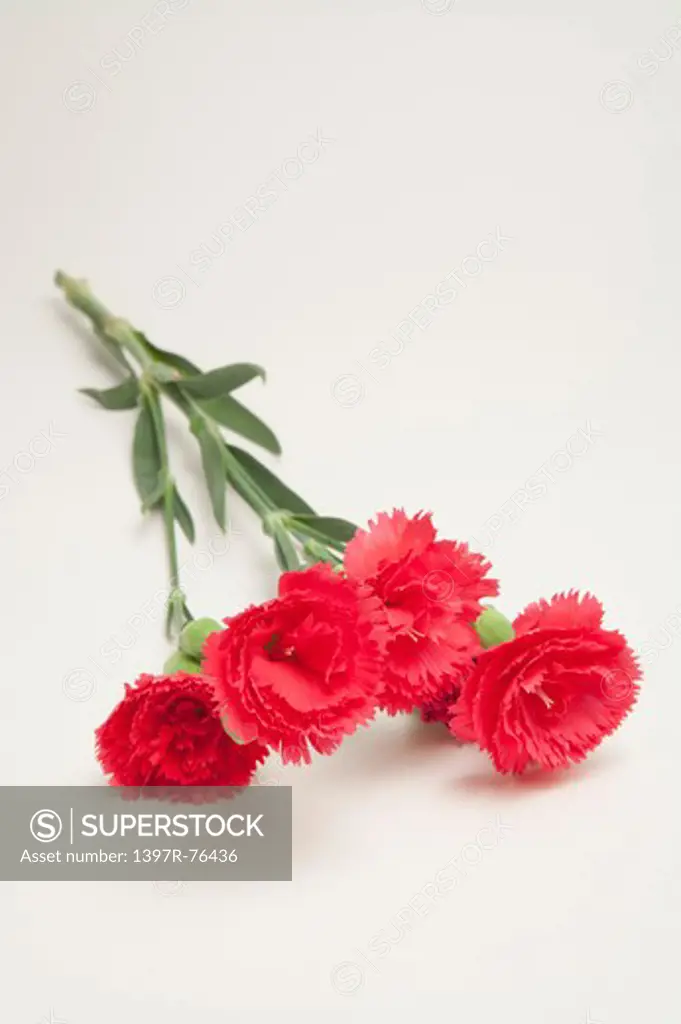 Red carnations on white background, close-up