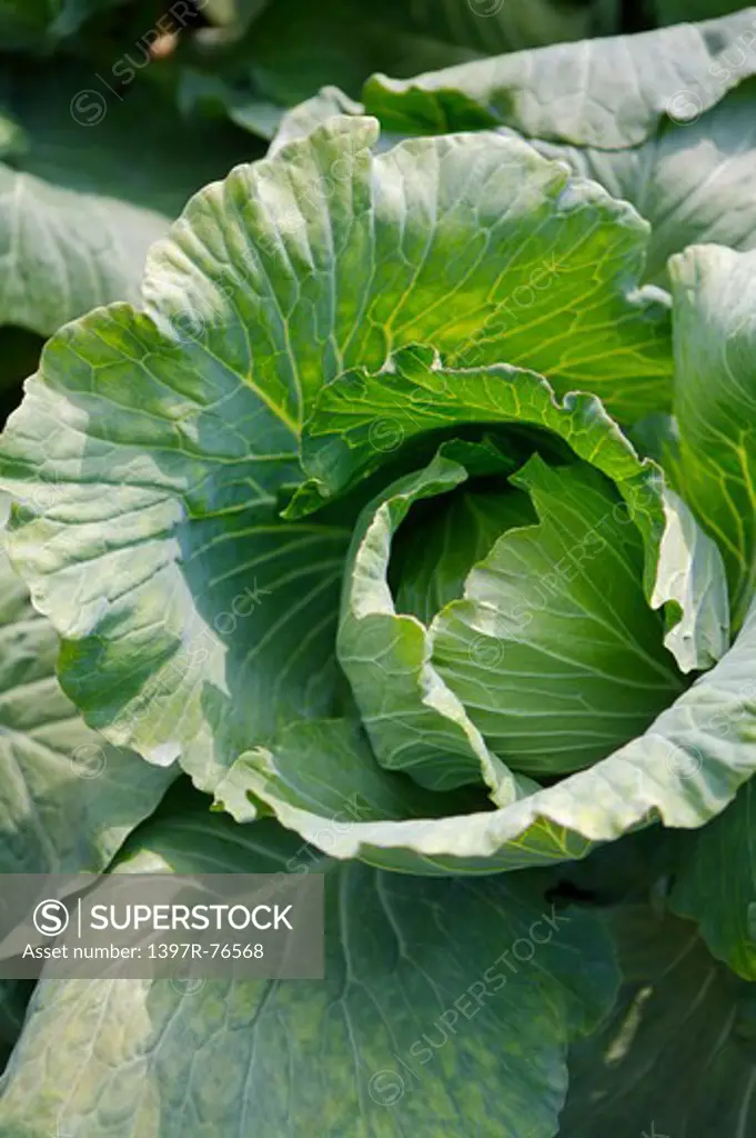 Cabbage, Yilan, Taiwan, Asia