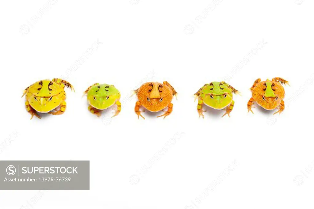 Ornate Horned frog, Ceratophrys cornuta,