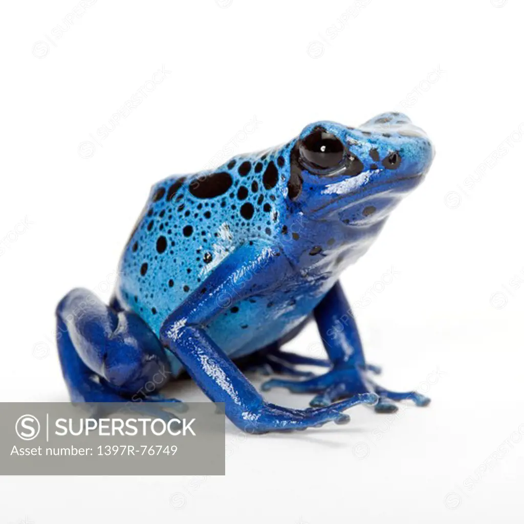 Blue Poison Dart frog, Dendrobates tinctorius azureus,