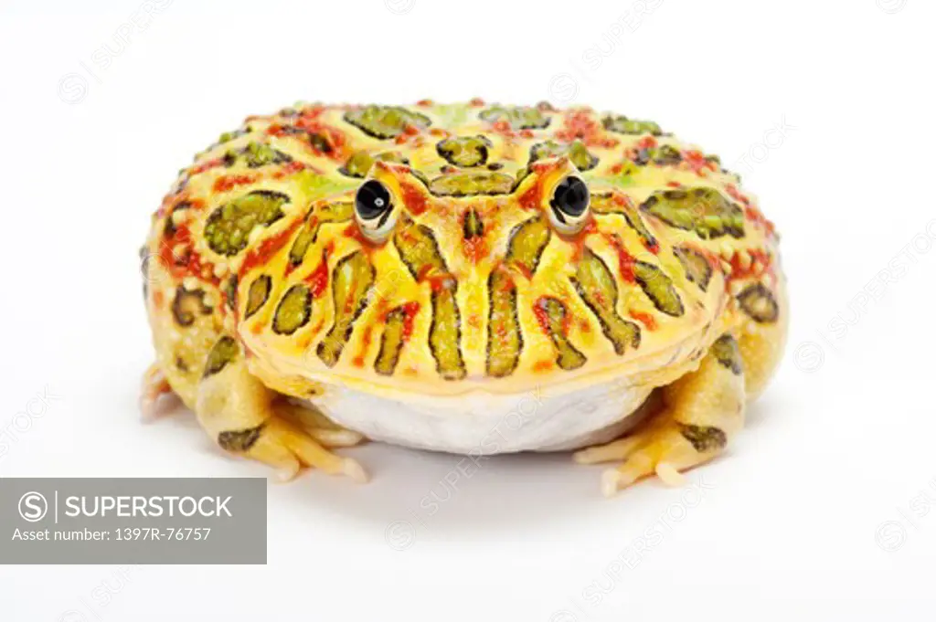 Ornate Horned frog, Ceratophrys ornata ,