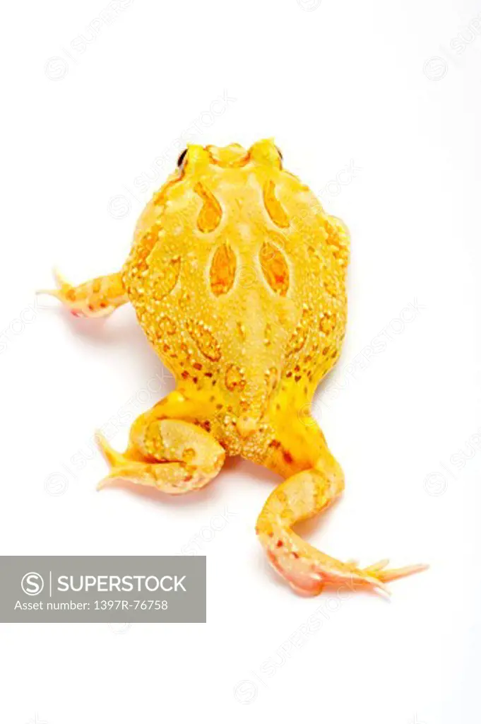 Ornate Horned frog, Ceratophrys cranwelli, Albino,
