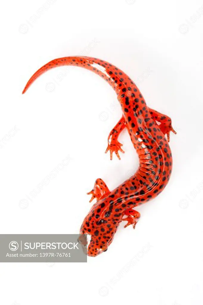 Salamander, Pseudotriton Ruber,