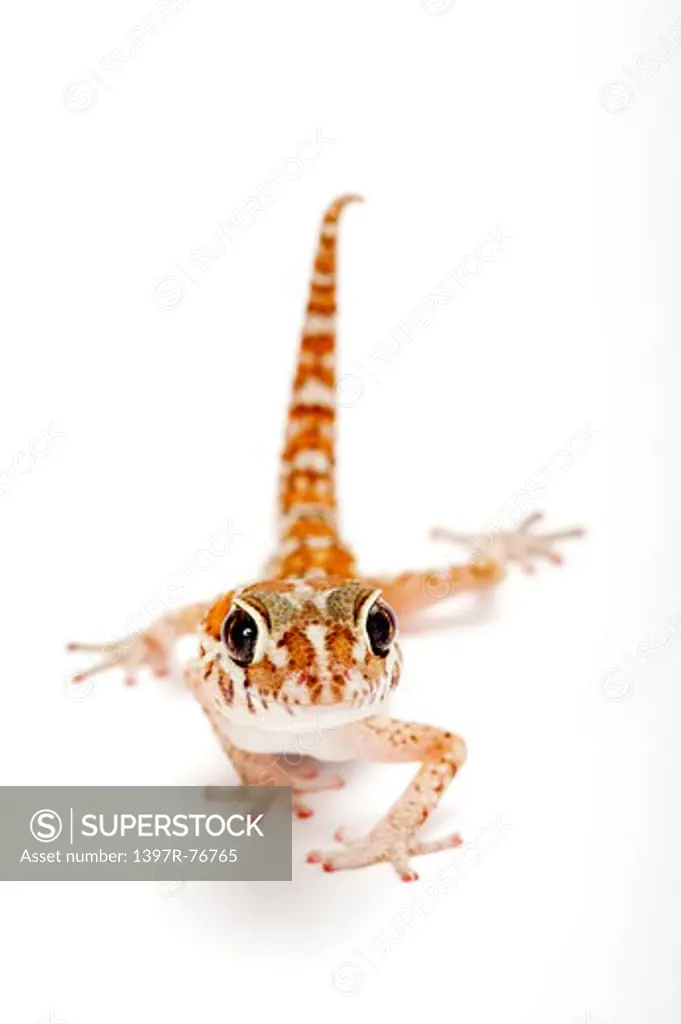 Panther gecko (Malagasy Ground Gecko), Paroedura pictus ,