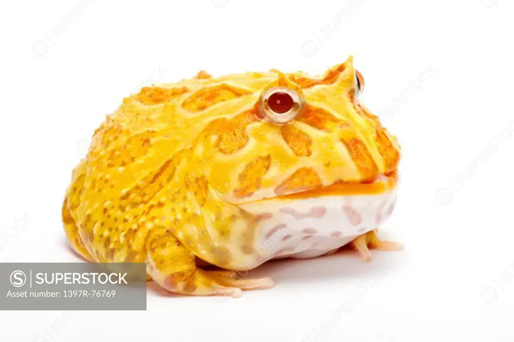 Ornate Horned frog, Ceratophrys cranwelli, Albino,