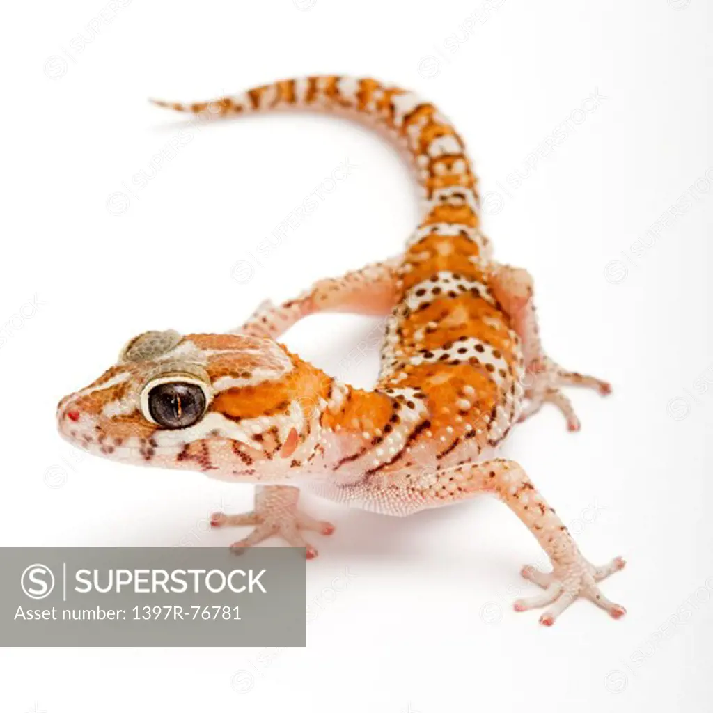 Panther gecko (Malagasy Ground Gecko), Paroedura pictus ,