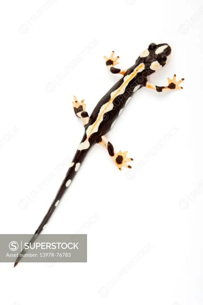 Salamander, Emperor Spotted newt (Kaiser's Spotted newt), Neurergus kaiseri,