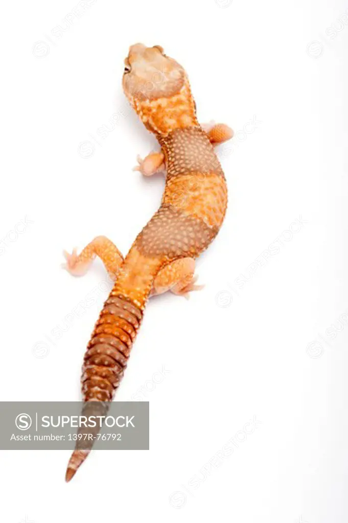 African Fat -Tailed gecko, Hemitheconyx caudicinctus, Albino,